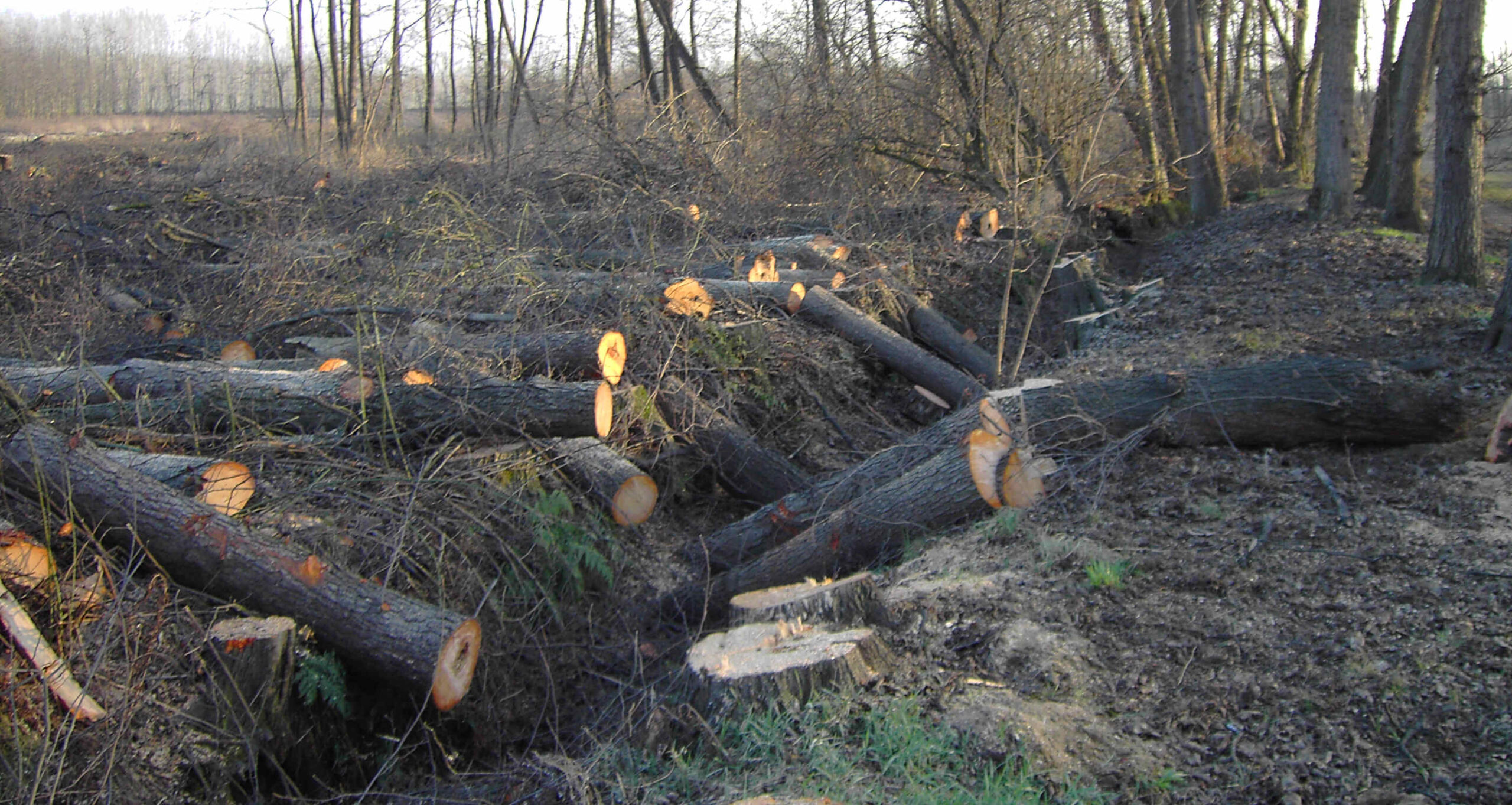 La strage degli ontani del Bosco dell'Acqualunga